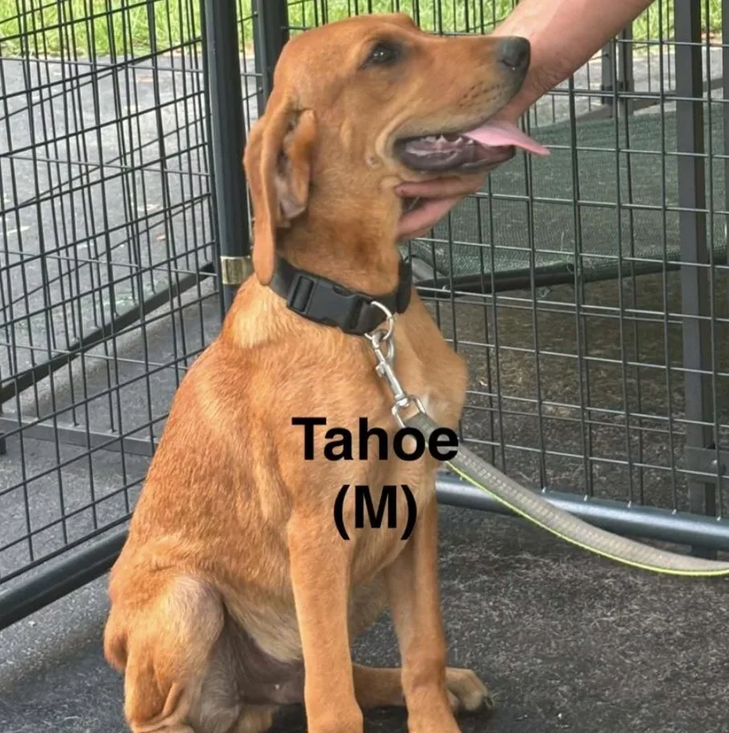 A baby medium-sized male Red / Chestnut / Orange Mixed Breed dog named Tahoe for adoption in Parma, OH