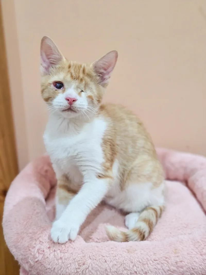 A baby large-sized male Orange & White Domestic Short Hair cat named Rocky for adoption in Mullica Hill, NJ