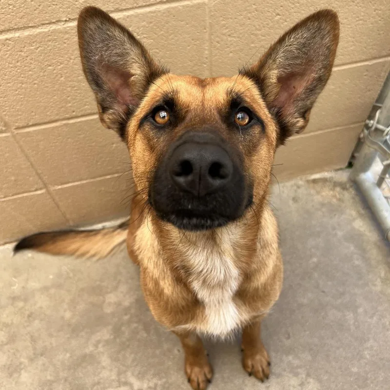 An adult medium-sized female Brown / Chocolate German Shepherd Dog dog named Alaska for adoption in Ojai, CA