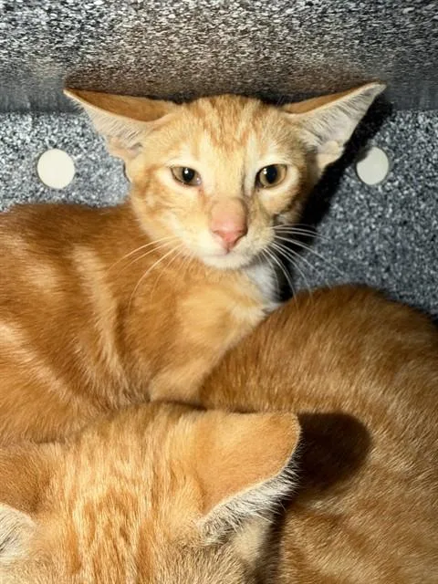 A baby small-sized male Domestic Short Hair cat named Rono for adoption in Naples, FL