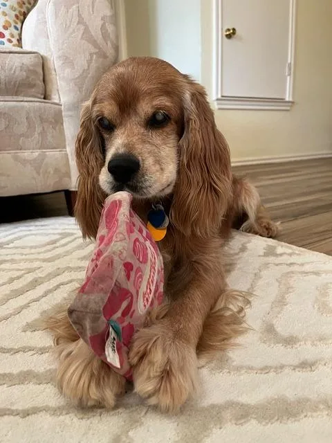A senior small-sized male Cocker Spaniel dog named Healey for adoption in Austin, TX