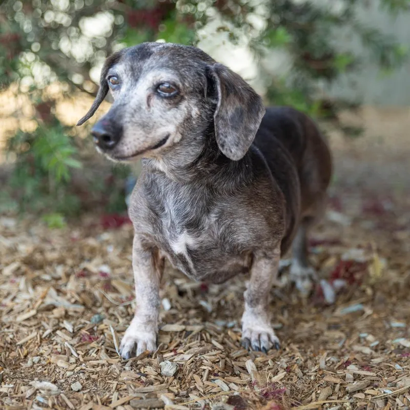 A senior small-sized female Black Dachshund dog named Miss Coco for adoption in Palm Springs, CA