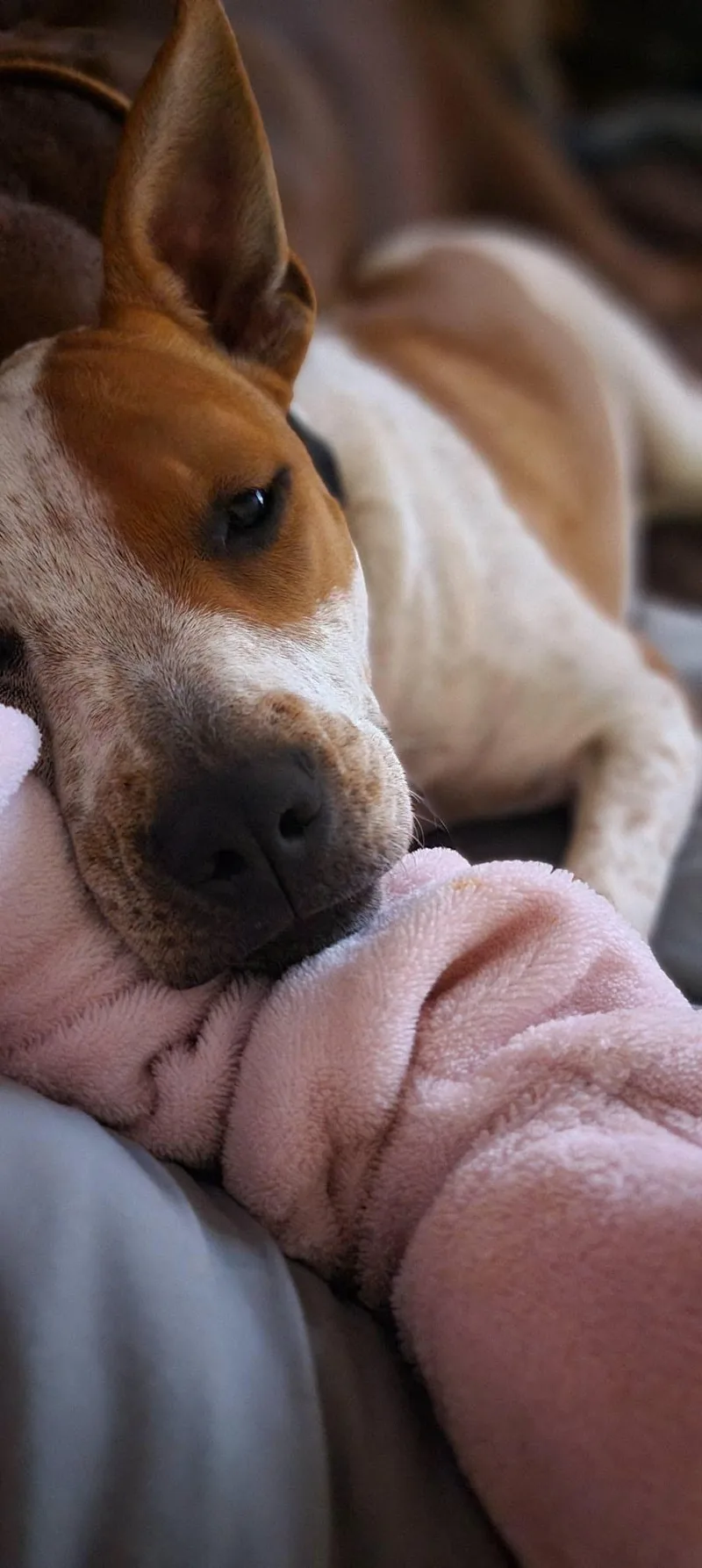 A young medium-sized female American Staffordshire Terrier dog named JoJo for adoption in Arlington, VA