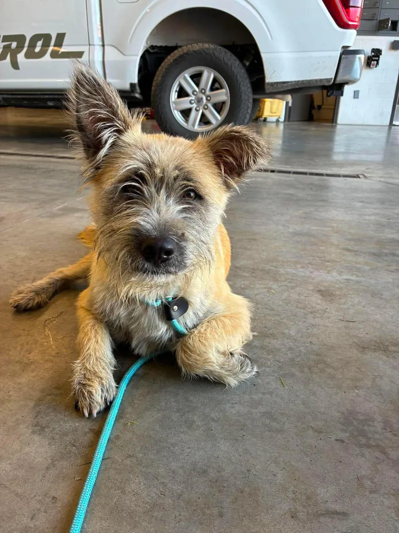 An adult medium-sized male Wheaten Terrier dog named Oakley for adoption in Shawano, WI