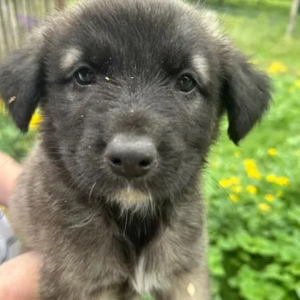A young large-sized male Shepherd dog named Chewy for adoption in Kansas City, MO