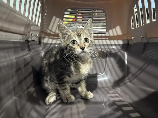 A baby small-sized female Domestic Short Hair cat named Alley for adoption in Garland, TX