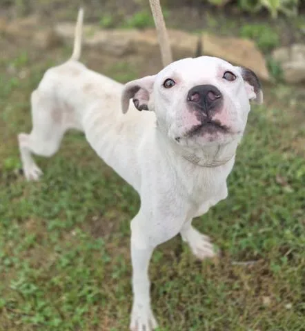 A young medium-sized male Pit Bull Terrier dog named Tucker for adoption in Dayton, OH