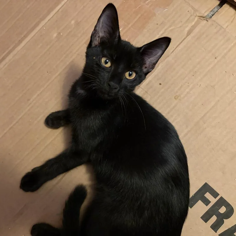 A young medium-sized male Domestic Short Hair cat named Rutherford for adoption in Houston, TX