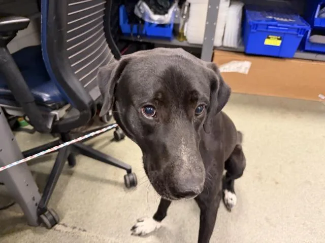 An adult large-sized male Mixed Breed dog named Hunky for adoption in Dallas, TX