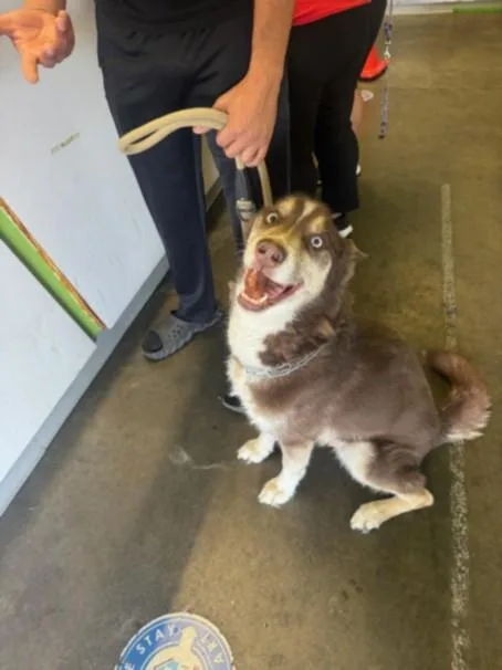 An adult large-sized male Husky dog named Buddy for adoption in Los Angeles, CA
