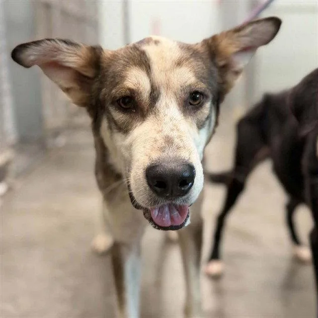 An adult medium-sized male Carolina Dog dog named Destin for adoption in Tavares, FL
