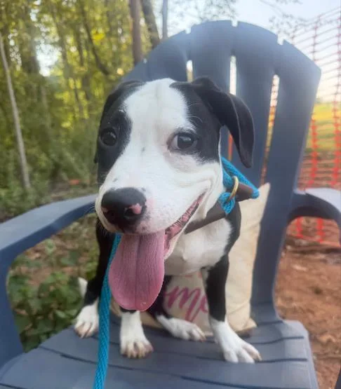 A baby small-sized female Mixed Breed dog named Tabatha for adoption in Charlotte, NC