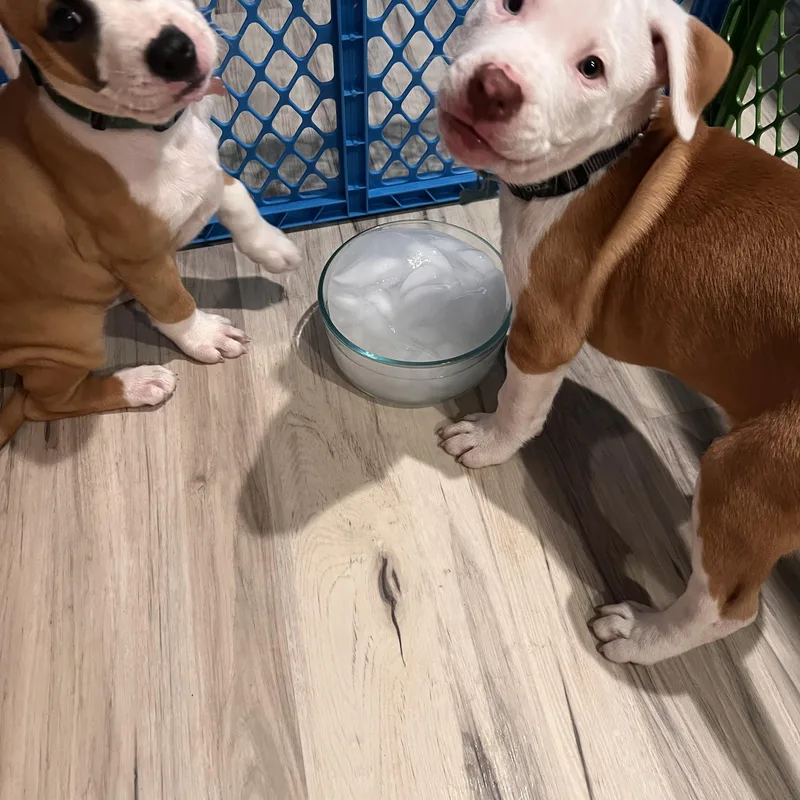 A baby medium-sized female Yellow / Tan / Blond / Fawn Pit Bull Terrier dog named Crowley NKA Haley for adoption in Minneapolis, MN