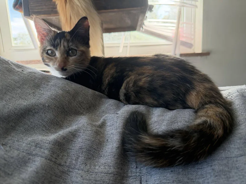 A young medium-sized female Tortoiseshell cat named Buffy for adoption in Columbus, OH