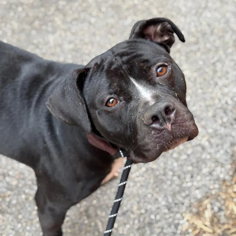 Schindler thumbnail 2