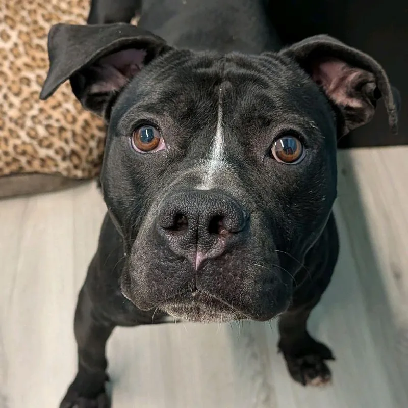 Schindler thumbnail 3