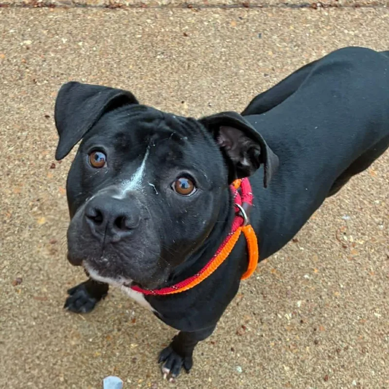 Schindler thumbnail 4