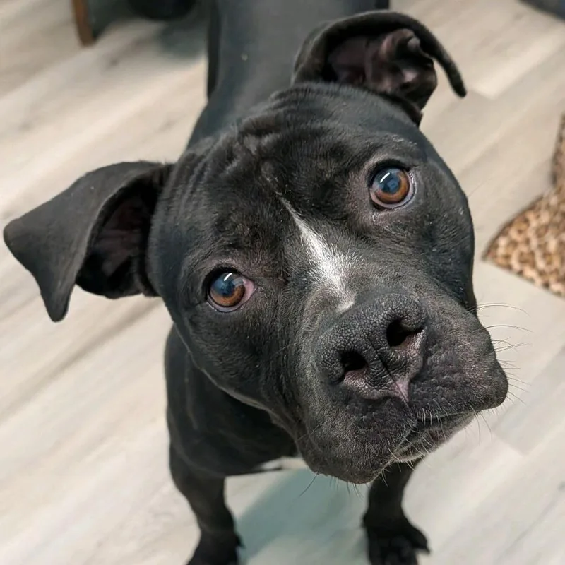 Schindler thumbnail 5