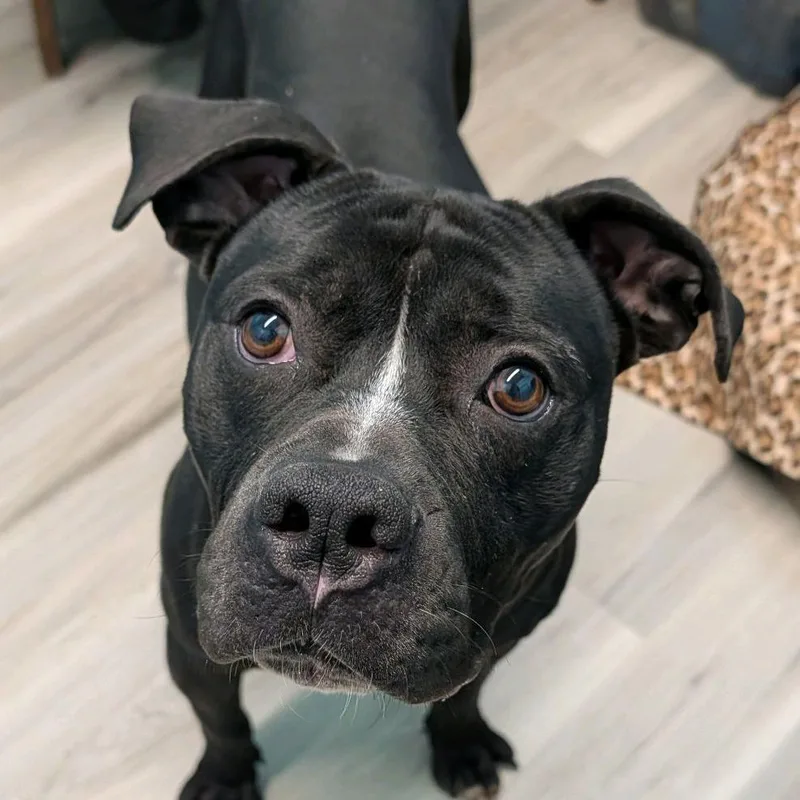 Schindler thumbnail 6