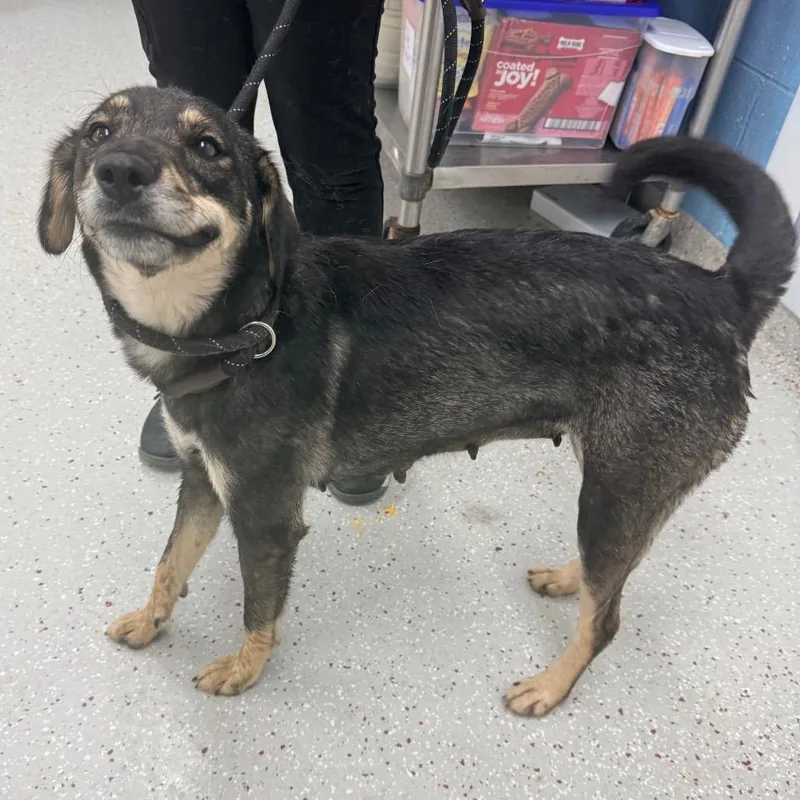 An adult medium-sized female Black Bluetick Coonhound dog named June for adoption in Indianapolis, IN