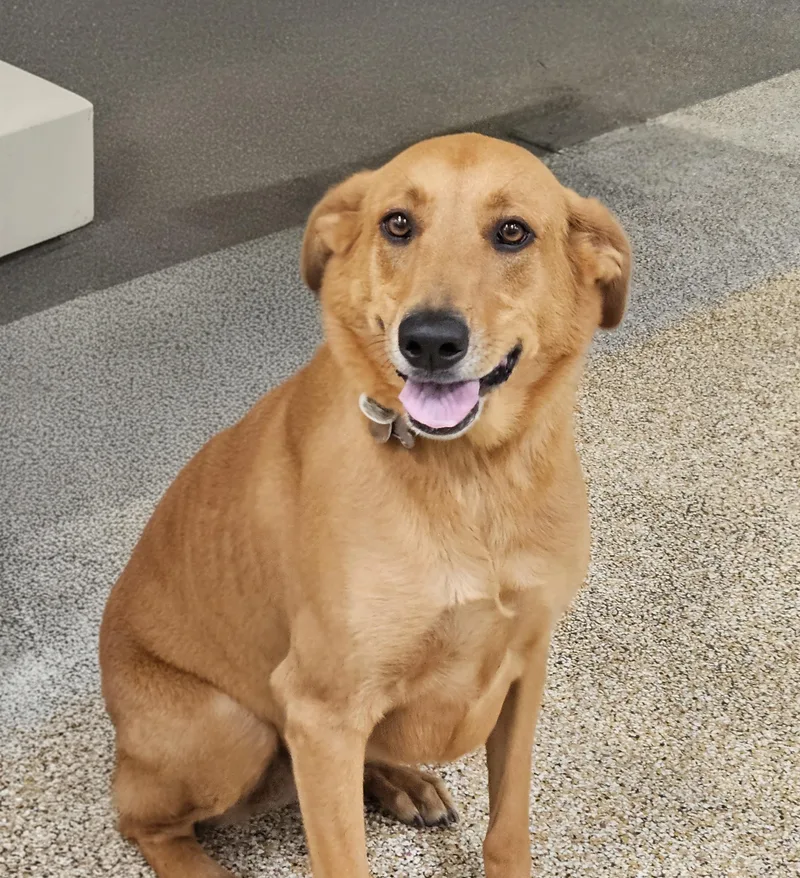 An adult large-sized female German Shepherd Dog dog named Princess for adoption in Los Angeles, CA
