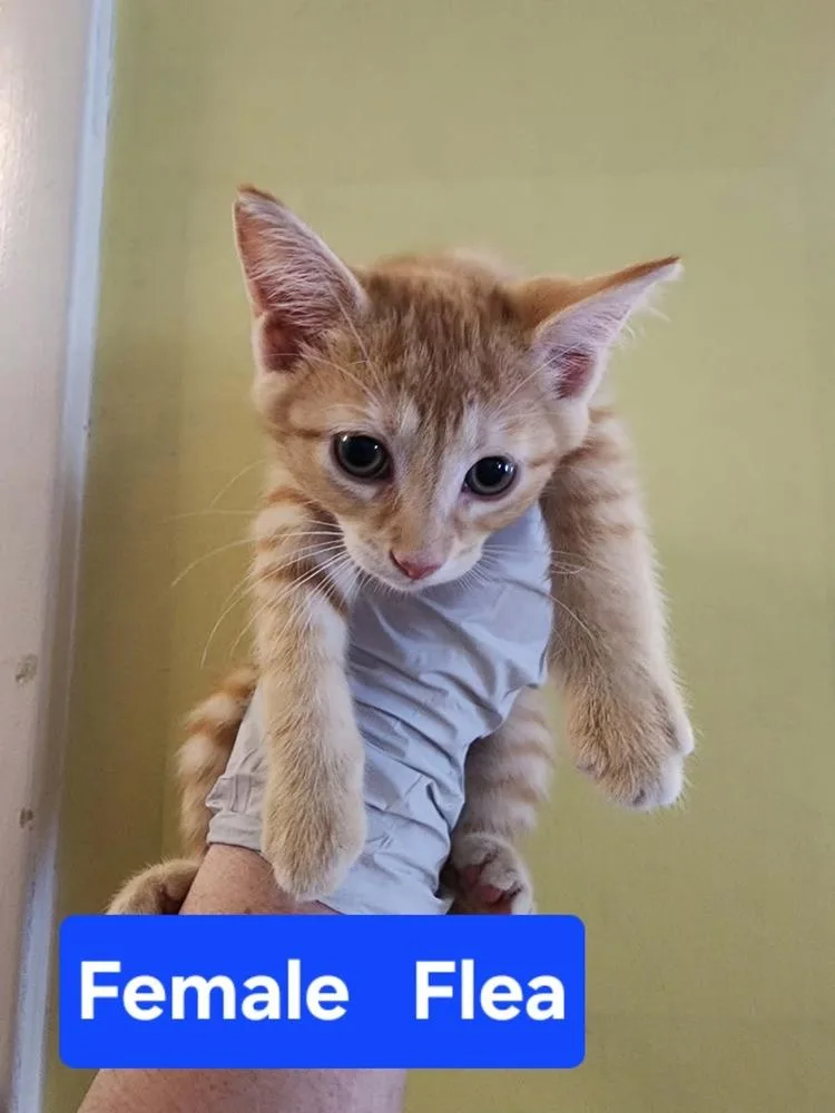 A baby medium-sized female Orange & White Domestic Short Hair cat named Flea for adoption in Evansville, IN