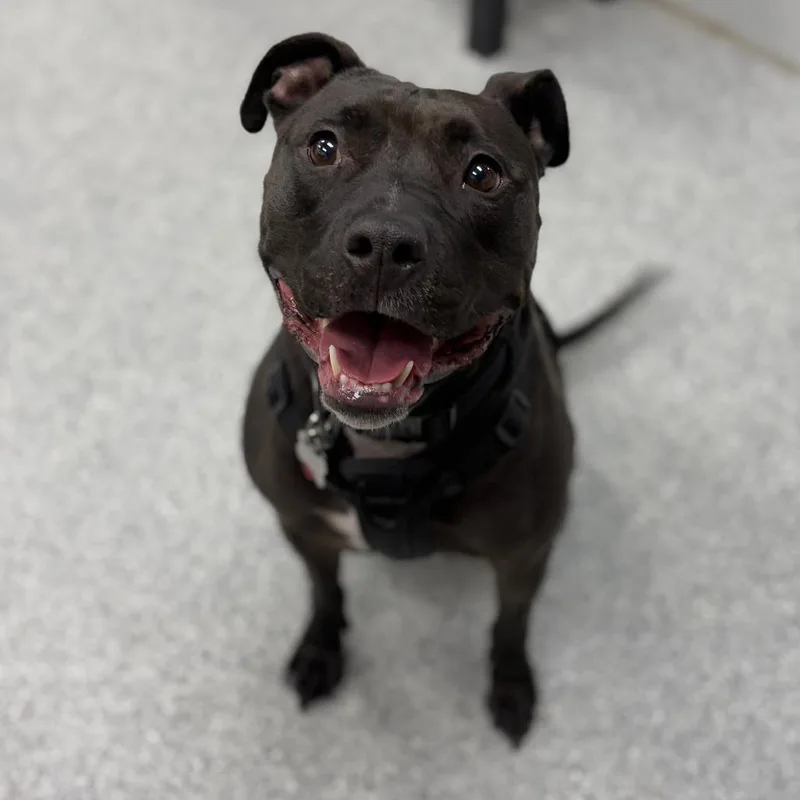 An adult medium-sized female American Staffordshire Terrier dog named Stella for adoption in Monticello, IA