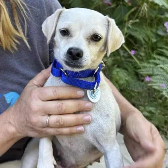 An adult small-sized female White / Cream Pug dog named Angelica for adoption in Santa Rosa, CA
