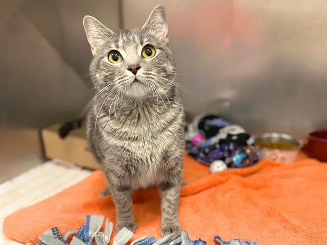 A young medium-sized female Domestic Short Hair cat named Lenore for adoption in Fort Wayne, IN