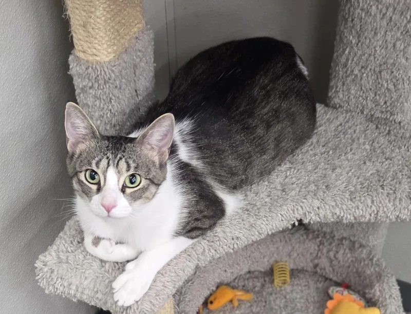 A young medium-sized female Domestic Short Hair cat named Jenga for adoption in Brighton, MI