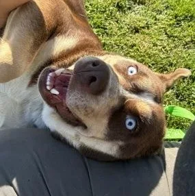 An adult large-sized female Husky dog named Nova for adoption in Roseburg, OR