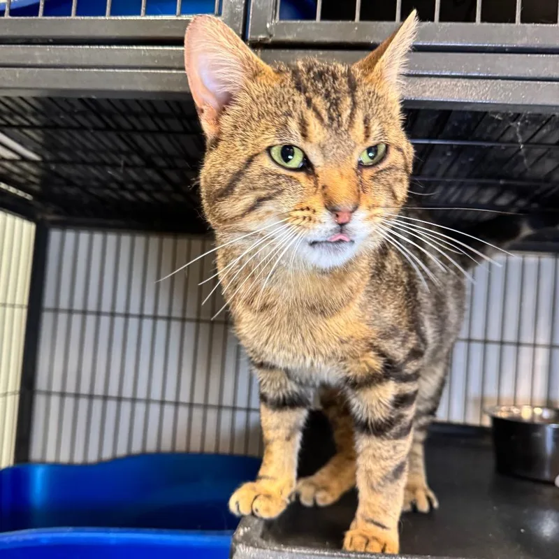 A baby medium-sized male Domestic Short Hair cat named Marco for adoption in Saginaw, MI