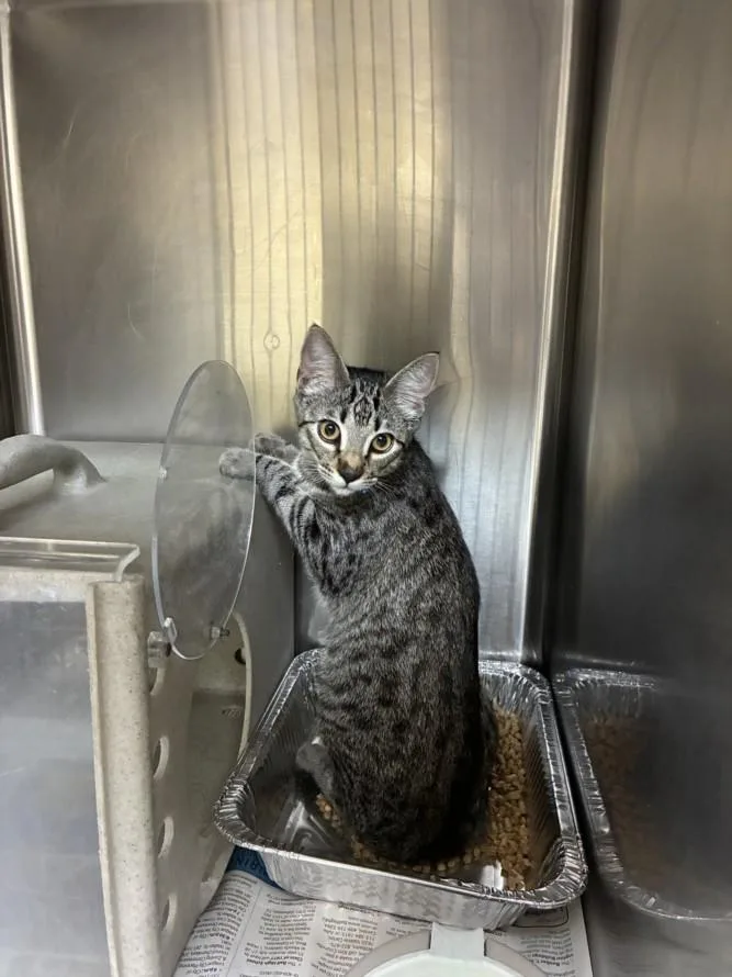 A young medium-sized female Domestic Short Hair cat named Strawberry for adoption in Texas City, TX