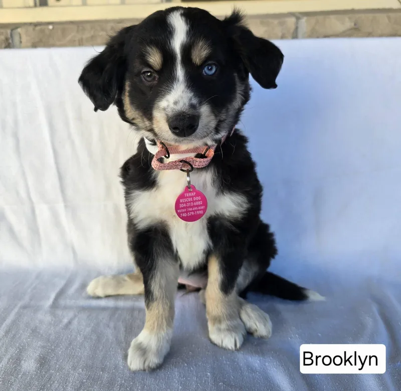 A baby medium-sized female Tricolor (Brown, Black, & White) German Shepherd Dog dog named Brooklyn for adoption in St. Clairsville, OH