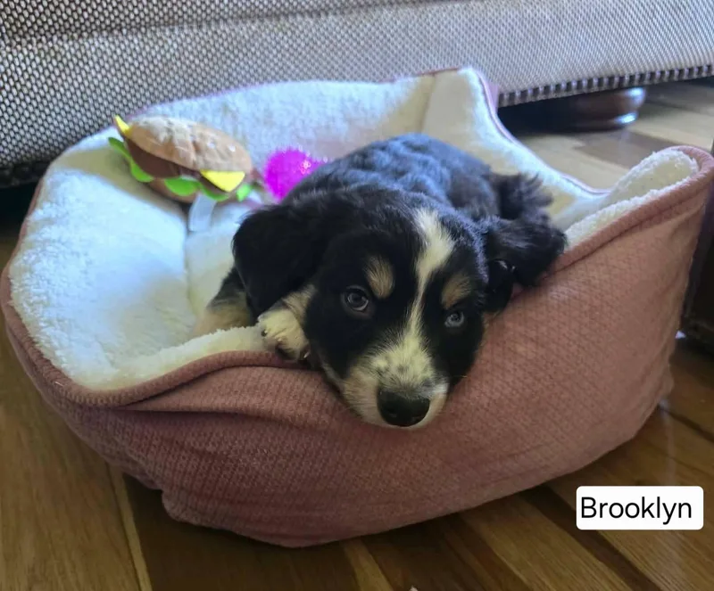 Brooklyn thumbnail 2