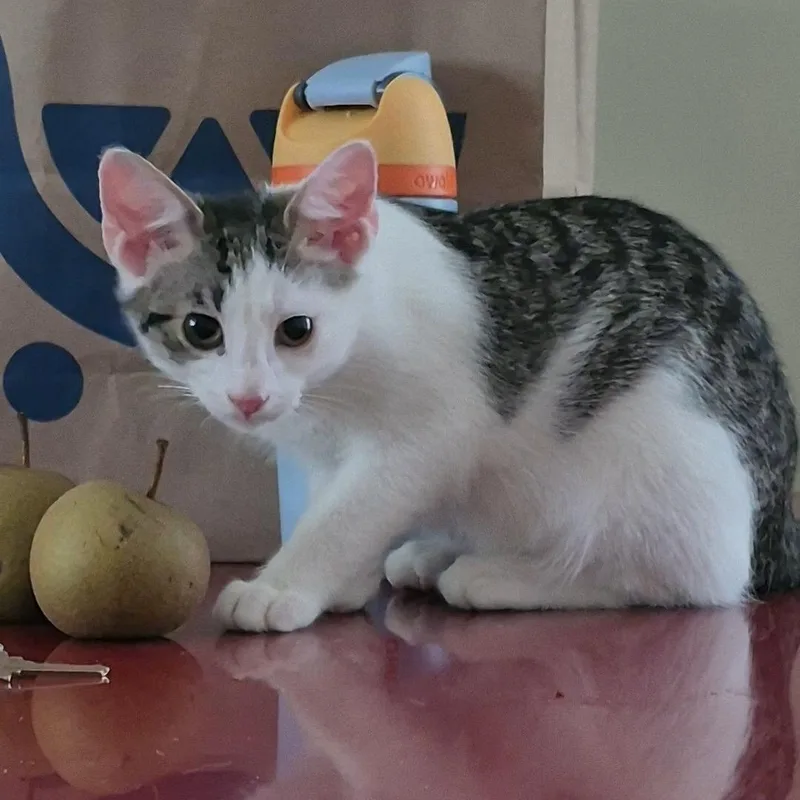 A baby small-sized male White Domestic Short Hair cat named Chaat for adoption in Richmond, VA