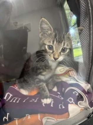 A baby small-sized female Domestic Short Hair cat named 901-26 for adoption in Cumming, GA