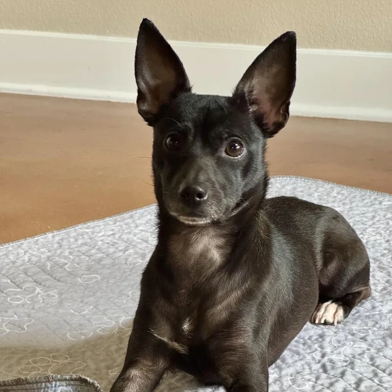 An adult small-sized female Black Chihuahua dog named Honeybun for adoption in Las Vegas, NV