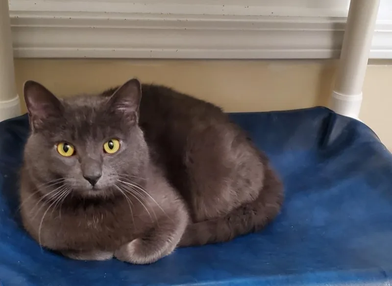 An adult small-sized male Domestic Short Hair cat named Sterling for adoption in Ballwin, MO