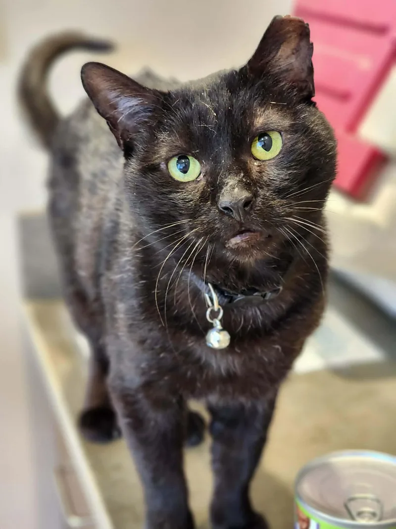 An adult medium-sized male Domestic Short Hair cat named Tail Pipe of the for adoption in Sterling, VA