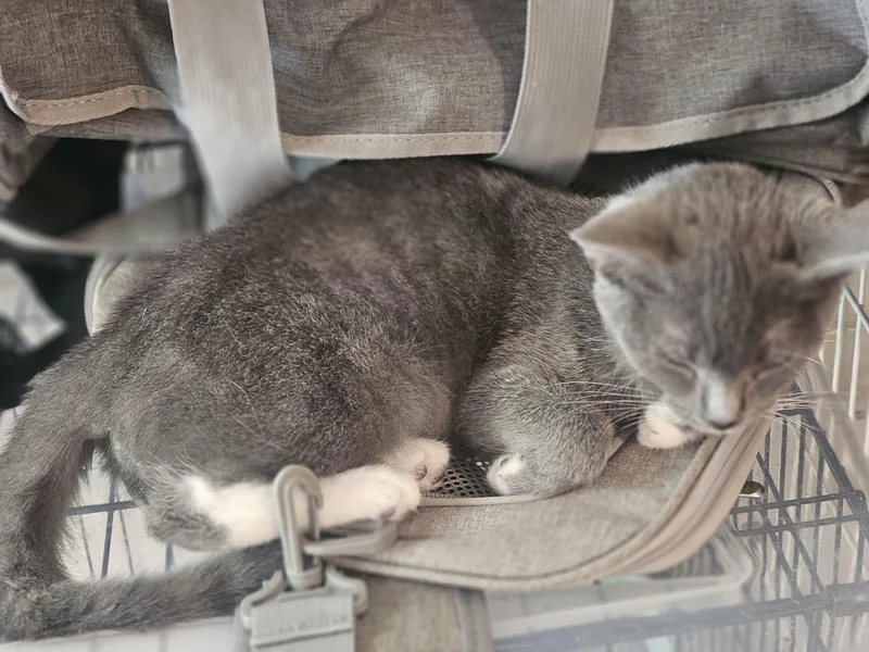 A baby medium-sized female Gray & White Tuxedo cat named Puddin' for adoption in Richmond, VA