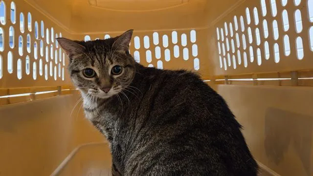 An adult small-sized female Domestic Short Hair cat named Nala for adoption in Omaha, NE