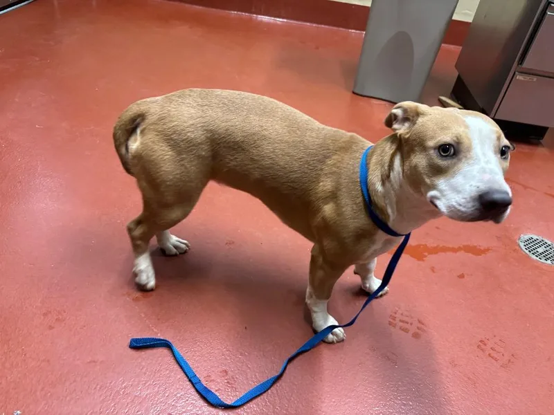 A baby medium-sized female Mixed Breed dog named Mira for adoption in Douglasville, GA