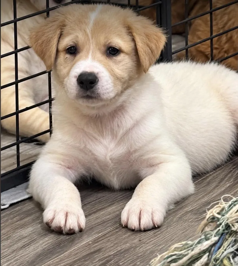 A baby medium-sized male White / Cream Australian Cattle Dog / Blue Heeler dog named Big Al PA for adoption in Vernon, CT