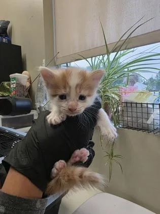 A baby small-sized male Domestic Long Hair cat named Lincoln for adoption in Fishers, IN