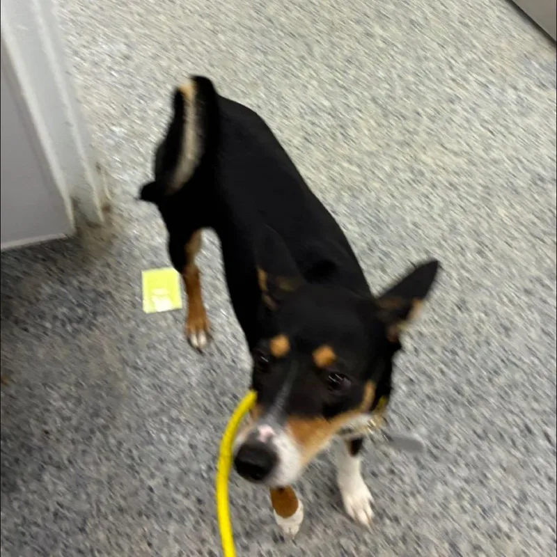 A young small-sized female Black Mixed Breed dog named Pixie for adoption in Jeffersonville, IN