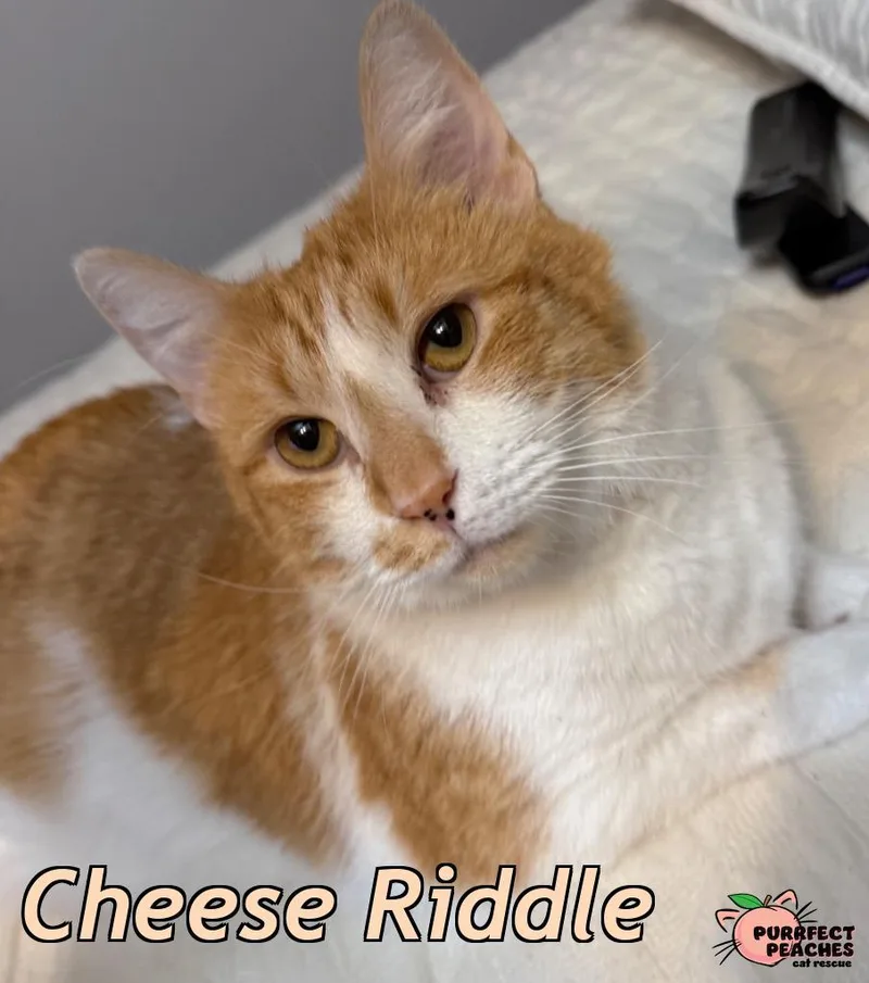 A young medium-sized male Domestic Short Hair cat named Cheese Riddle for adoption in Douglasville, GA