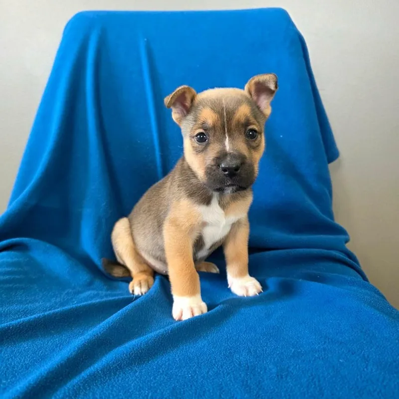 A baby small-sized female Brown / Chocolate Pit Bull Terrier dog named Linguine for adoption in Jackson, MO