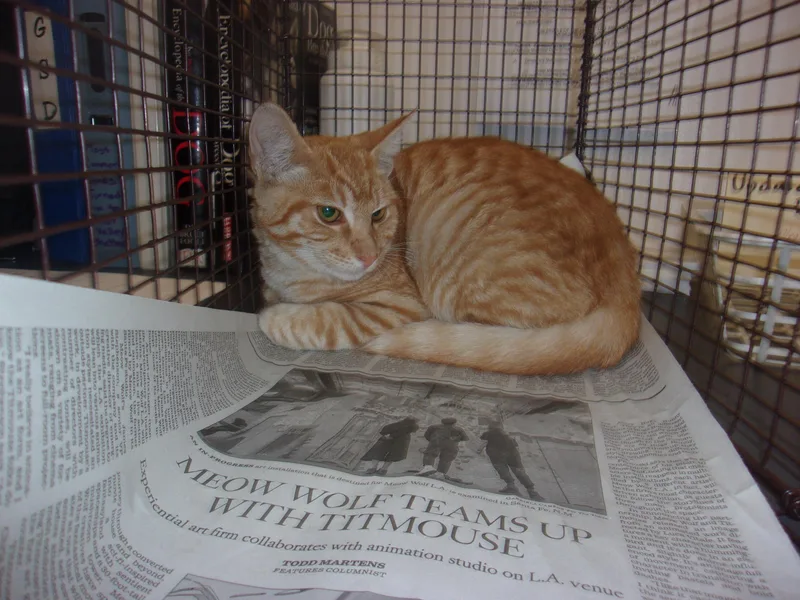 An adult large-sized male Domestic Short Hair cat named Tang for adoption in Van Nuys, CA