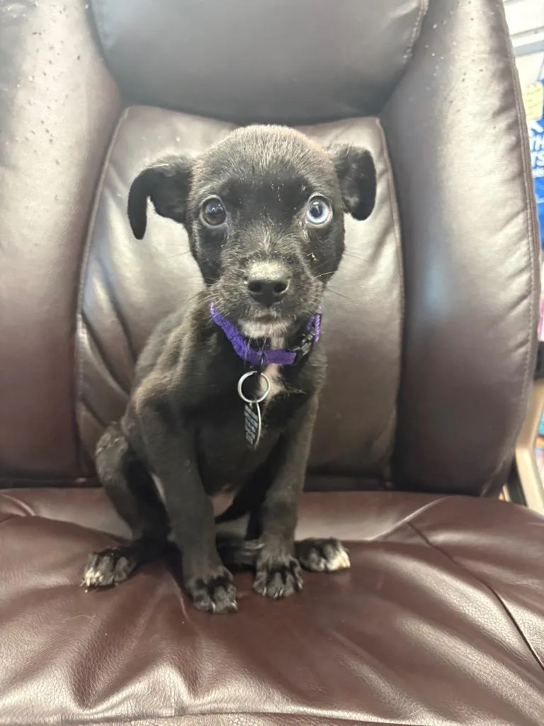 A baby medium-sized female Australian Cattle Dog / Blue Heeler named Enochi for adoption in Reno, NV